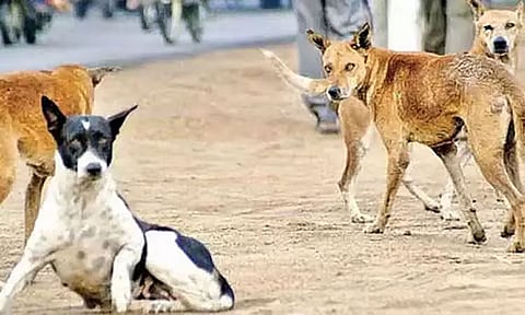 100 தெருநாய்கள் விஷம் வைத்து கொலை - தெலுங்கானாவில் அதிர்ச்சி  