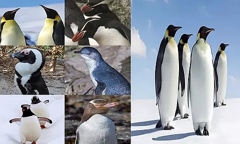 மிருகக்காட்சிசாலையில் ருசிகரம்: பெண் பென்குயின்களைக் கவர கூழாங்கற்களை பரிசளிக்கும் ஆண் பென்குயின்கள்