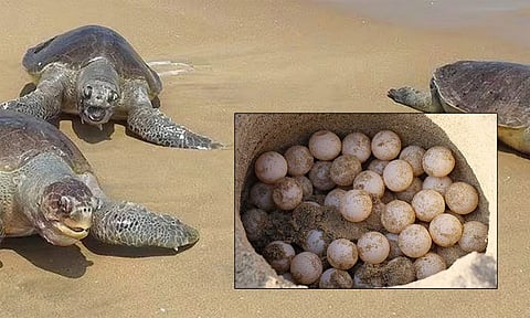 தமிழக கடற்கரையோரங்களில் 'ஆலிவ் ரிட்லி' ஆமைகளின் 2 லட்சம் முட்டைகள் சேகரிப்பு - வனத்துறை தகவல்
