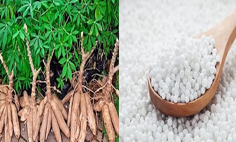 மரவள்ளி கிழங்கு சீசன் முடிகிறது: ஜவ்வரிசி விலை கிடுகிடு உயர்வு