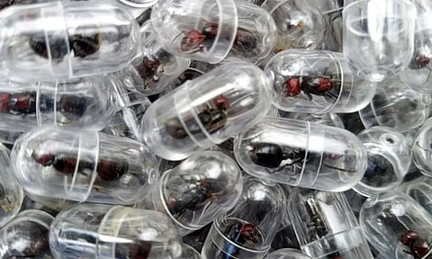 கென்யாவில் எறும்புகளை பதுக்கிய நபர்.. சோதனையின்போது போலீசார் அதிர்ச்சி