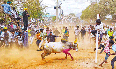 சிங்கம்புணரியில் மஞ்சுவிரட்டு போட்டி: காளைகள் முட்டியதில் 19 பேர் காயம்

