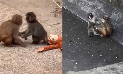 உலகையே கலங்க வைத்த பஞ்ச் குரங்கிற்கு கிடைத்த புது நட்பு