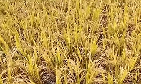 9 மாவட்டங்களில் மழையினால் 850 எக்டேர் பயிர்கள் பாதிப்பு - தமிழக அரசு தகவல்