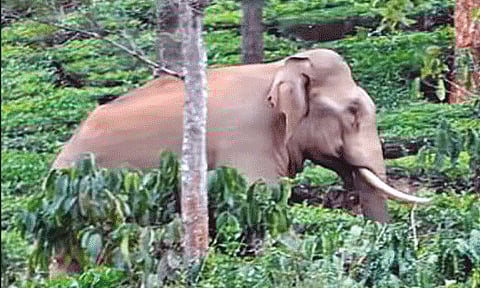 நீலகிரி: தேயிலை தோட்டத்துக்குள் புகுந்து காட்டு யானை அட்டகாசம்