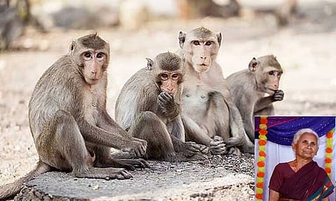 ஆந்திராவில் சோகம்: குரங்குகள் தாக்கியதில் 68 வயது மூதாட்டி உயிரிழப்பு