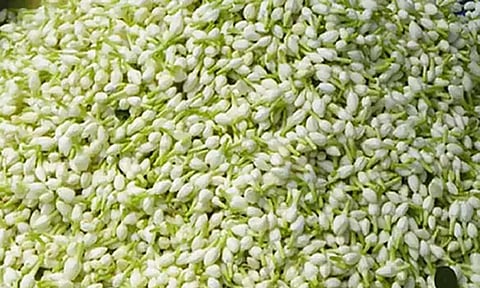 ஏற்றுமதி பாதிப்பால் மல்லிகைப்பூ விலை வீழ்ச்சி