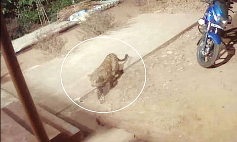 வீட்டின் முன்பு படுத்து கிடந்த வளர்ப்பு பிராணியை இழுத்து சென்ற சிறுத்தை - பொதுமக்கள் பீதி