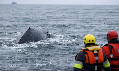 வளைகுடா பகுதியில் சகதியில் சிக்கித் தவிக்கும் திமிங்கலம் 