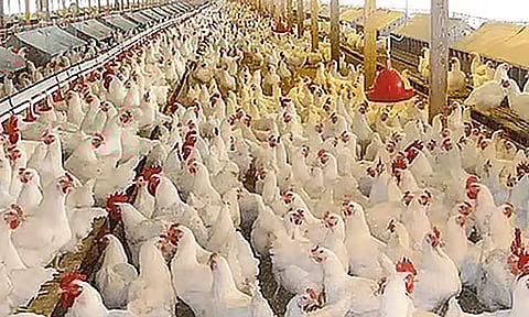 நாமக்கல் மண்டலத்தில் கறிக்கோழி விலை திடீர் உயர்வு
