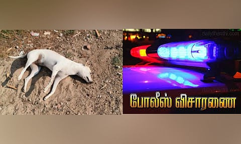 தூத்துக்குடியில் 13 நாய்கள் விஷம் வைத்து கொலை? போலீசார் விசாரணை