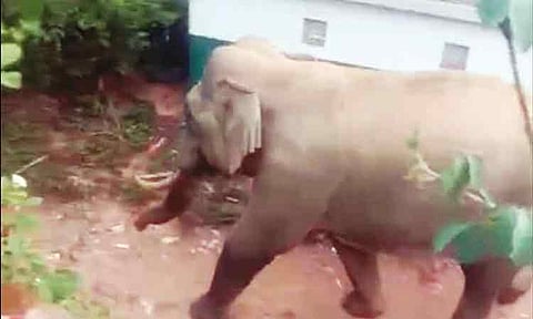 கூடலூர் அருகே பட்டப் பகலில் கிராமத்துக்குள் நுழைந்த காட்டு யானை - பொதுமக்கள் பீதி