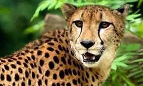 உத்தரகாண்டில் சிறுத்தை தாக்குதலில் 4 வயது சிறுமி பலி 