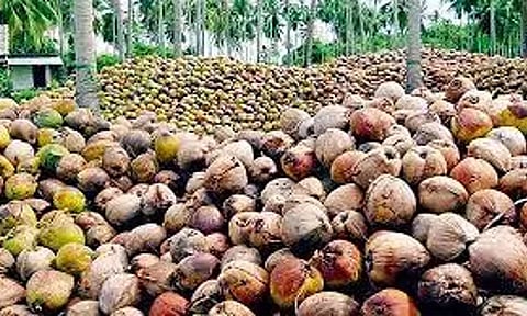 ஏற்றுமதி பாதிப்பு: தேங்காய் விலை 40 சதவீதம் சரிவு