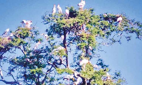 வெம்பக்கோட்டை அருகே வெளிநாட்டு பறவைகளின் வருகை அதிகரிப்பு