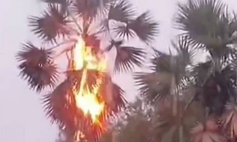 மின்னல் தாக்கியதால் பனைமரம் தீப்பிடித்தது – மாணவர்கள் அதிர்ச்சி