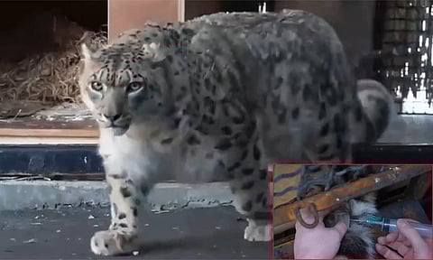 மாஸ்கோவில் நம்பிக்கையின் வெற்றி: ரத்த மாதிரி எடுக்க அனுமதித்த பனிச்சிறுத்தை டைனா