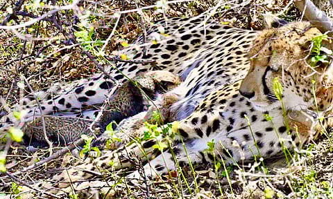 இந்தியாவில் வரலாற்று தருணம்: 25 மாத சிறுத்தை காமினி 4 குட்டிகளை ஈன்று சாதனை