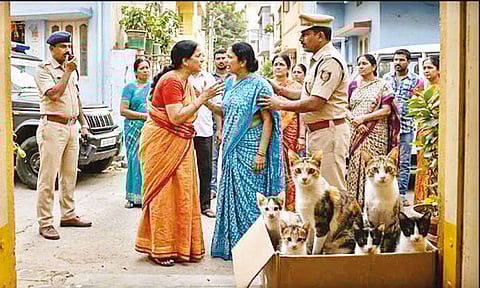 பக்கத்து வீட்டு ஆண் பூனையால் கர்ப்பம்: பெண் பூனை 4 குட்டிகளை ஈன்றதால் இரு குடும்பத்தினர் இடையே தகராறு