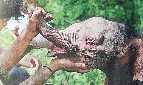  
அட்டப்பாடி வனப்பகுதியில் தாயை பிரிந்து தவித்த குட்டி யானை மீட்பு