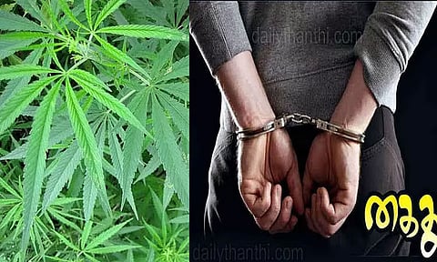 வீட்டின் மாடியில் கஞ்சா செடிகள் வளர்த்த பொறியாளர் கைது