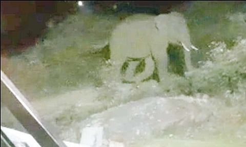 ஊட்டியில் காட்டு யானைகள் உலா: பொதுமக்கள் பீதி
