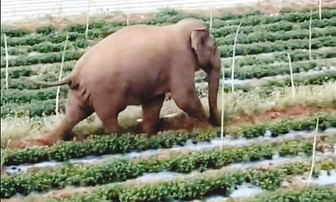 விவசாய தோட்டத்தில் சுற்றித்திரிந்த யானை - பொதுமக்கள் அச்சம்