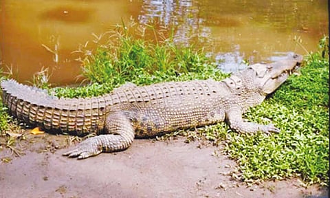 கொள்ளிடம் அருகே குளத்தில் சுற்றித்திரியும் முதலை - பொதுமக்கள் அச்சம்