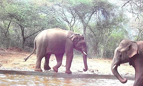 மேகமலை காப்பகத்தில் செயற்கை நீர்நிலைகள்: வனத்துறை முயற்சிக்கு பொதுமக்கள் பாராட்டு