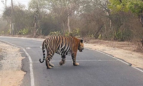 மசினகுடி-ஊட்டி சாலையை கடந்து சென்ற புலி: வாகன ஓட்டிகளுக்கு எச்சரிக்கை 
