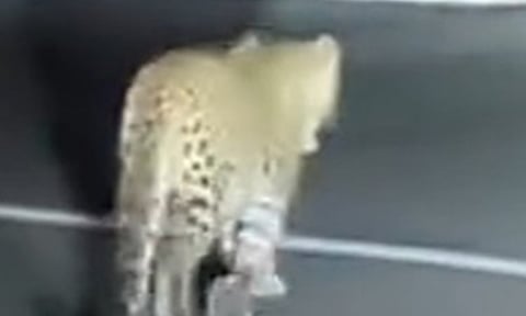 திம்பம் மலை பாதையில் மீண்டும் இரவில் உலா வந்த சிறுத்தை