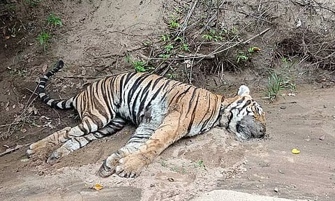 மத்தியபிரதேசத்தில் இந்த ஆண்டில் இதுவரை 23 புலிகள் சாவு