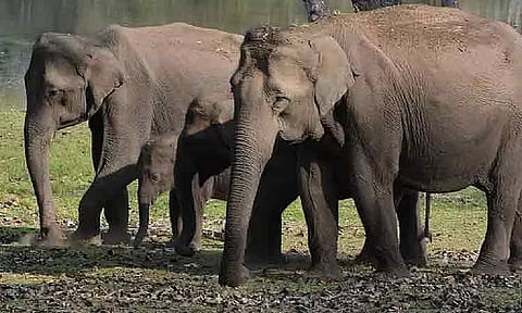 மேற்குத் தொடர்ச்சி மலையில் கடும் வறட்சி: முதுமலையில் 3 யானைகள் உயிரிழப்பு

