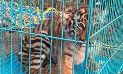 உதகை அருகே ஊருக்குள் சுற்றித் திரிந்த 2 புலிக்குட்டிகள்