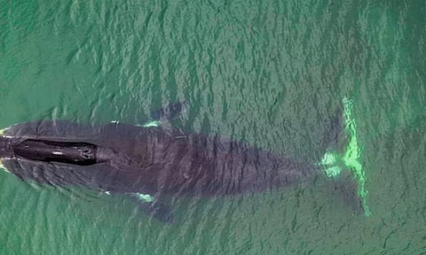 மனிதர்கள் 200 ஆண்டுகள் வாழ முடியுமா? விஞ்ஞானிகள் ஆய்வில்  முக்கிய திருப்பம்