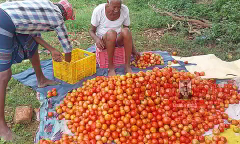 வெயிலால் விளைச்சல் பாதிப்பு: தக்காளி விலை உயர்வு.!
