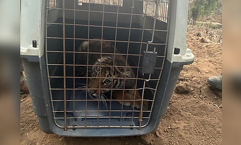 ஊட்டியில் தாயை பிரிந்து தவித்த மற்றொரு புலி குட்டி மீட்பு