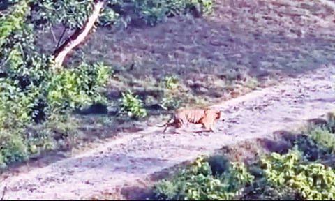 டாப்சிலிப் தங்கும் விடுதி பகுதியில் புலி நடமாட்டம் - இரவில் சுற்றுலா பயணிகள் வெளியே நடமாட தடை