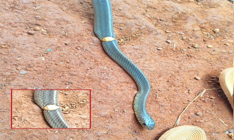 கேரளம்: அடூரில் பாம்பு ஒன்றின் உடம்பில் தங்க மோதிரம் சிக்கியது