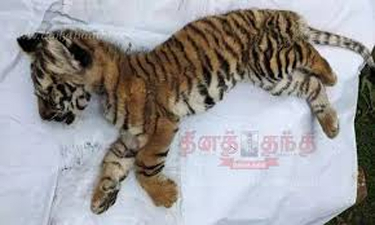 ஊட்டி: தாயை பிரிந்து தவித்த நிலையில் மீட்கப்பட்ட புலி குட்டி சாவு