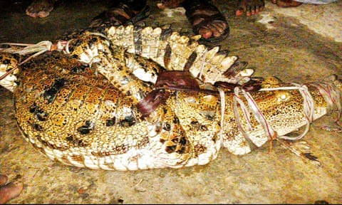 கொள்ளிடம் அருகே பொதுமக்களை அச்சுறுத்தி வந்த முதலை பிடிபட்டது