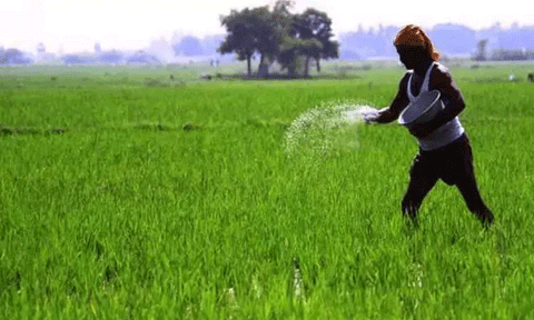 விவசாயிகள் வெப்ப அலையிலிருந்து பயிர்களை பாதுகாக்க; நெல்லை மாவட்ட கலெக்டர் ஆலோசனை