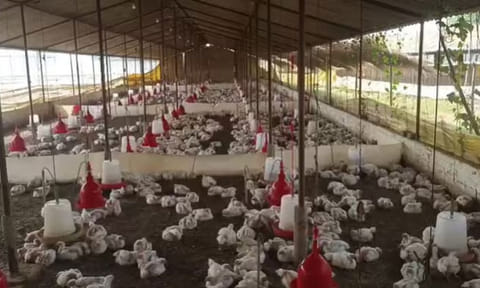 திருமண இசை கச்சேரியால் பறிபோன 140 உயிர் 