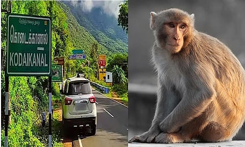 என்னா வெயிலு..!  பெண்ணிடம்  ஐஸ் கிரீமை பறித்து ருசி பார்த்த குரங்கு
