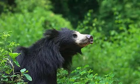 விக்கிரமசிங்கபுரம் சாலையில் உலாவி வரும் கரடிகள்