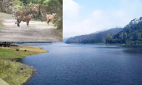 கொடைக்கானல்: புலிகள் நடமாட்டத்தால் பேரிஜம் ஏரி பகுதிக்கு சுற்றுலா பயணிகள் செல்லத்தடை

