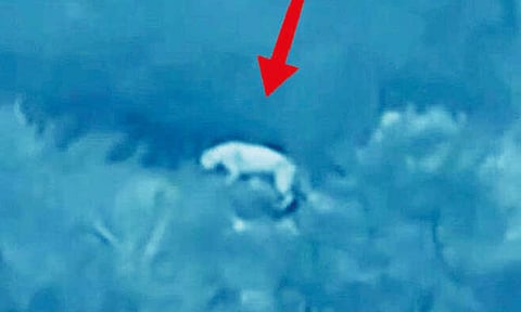 உதகை: அவலாஞ்சி வனப்பகுதியில் 8 ஆண்டுகளுக்குப் பின் தென்பட்ட வெள்ளை புலி 
