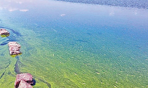 பச்சை நிறமாக மாறிய வைகை அணை தண்ணீர்.. 'குடிநீருக்கு உகந்ததல்ல' என அறிவிப்பு