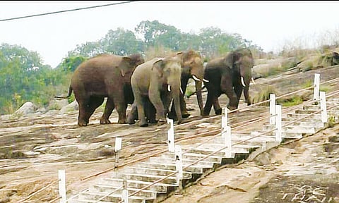 படிக்கட்டுகளை சேதப்படுத்திய யானைகள்