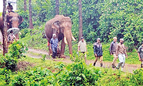 நீலகிரி: கும்கி யானைகளின் உதவியுடன் காட்டு யானைகளை விரட்டும் வனத்துறையினர்
